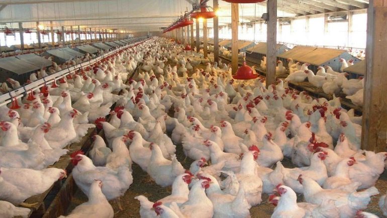 أصحاب المطاعم يحتجون لغلاء الدواجن لزيادة الأسعار