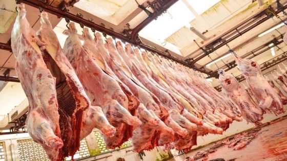 أزمة اللحوم الحمراء في المغرب …فيدرالية المواشي تنتقد تجاهل الحكومة وتطالب بإجراءات عاجلة