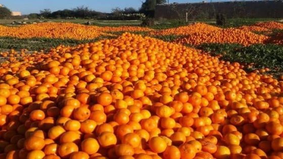 منتجو الحوامض يهجرون ضيعاتهم ويسرحون آلاف المزارعين والعمال