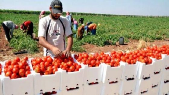 المغرب ثاني مصدر للطماطم في السوق البريطانية
