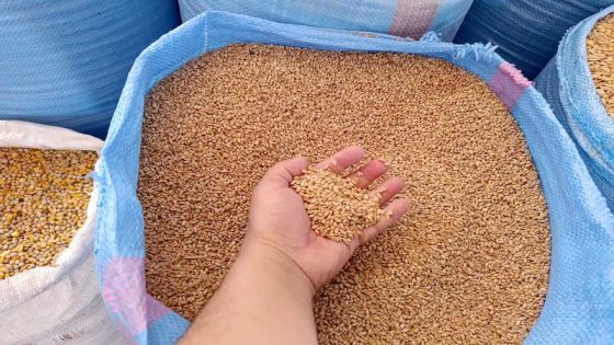 تسبب الجفاف في زيادة واردات المغرب من القمح الروسي لأكثر من 700 ألف طن