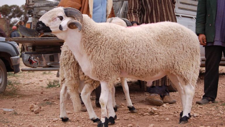عيد الأضحى في خطر؟ تحديات قطاع المواشي في المغرب بسبب الجفاف ونقص العرض