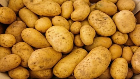 زراعة البطاطس في المغرب: أسعار منخفضة وبوادر موسم واعد رغم التحديات