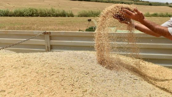 موجة جفاف غير مسبوقة تضرب الزراعة المغربية: تراجع حاد في إنتاج الحبوب وزيادة الواردات