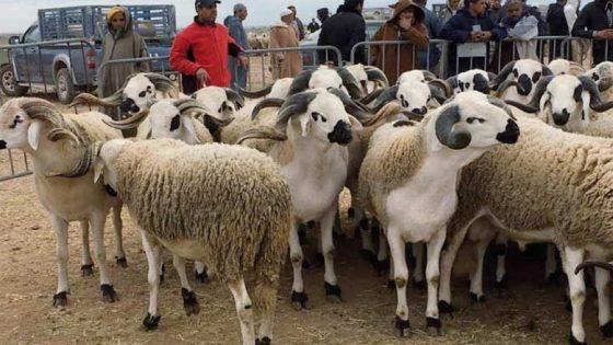 المغرب يستعد لاستيراد 100,000 خروف من أستراليا لضمان استقرار سوق الأضاحي