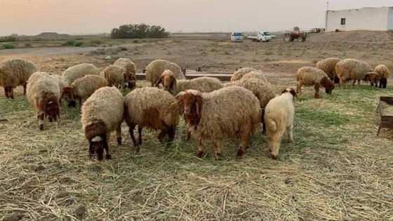 أمطار الخير تُنعش مراعي جرادة.. انتعاش رعوي يخفف أعباء المربين