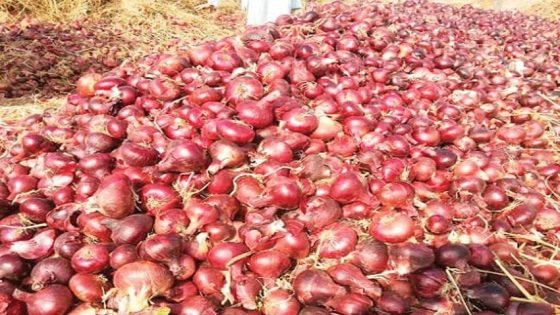 جنون أسعار البصل في المغرب: هل تبكي الأسواق على القدرة الشرائية للمواطنين؟