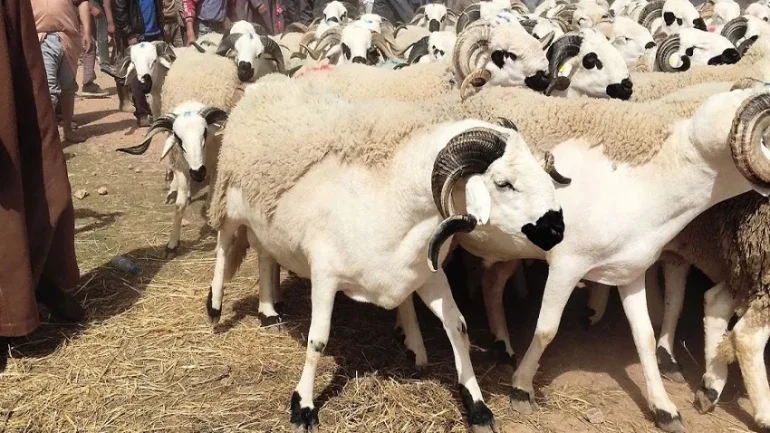 أمطار المغرب تعيد الأمل للفلاحين ومربي الماشية: بداية جديدة بعد تحديات كبيرة