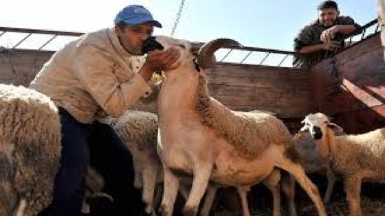 الحكومة تلغي دعم استيراد الأغنام.. سوق اللحوم يُعيد رسم معادلاته!