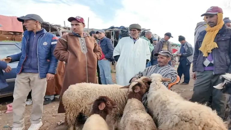 عيد بلا فوضى: السلطة تُطوّق أسواق الأضاحي العشوائية
