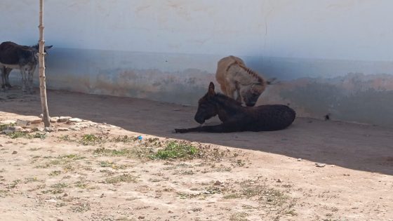 ميراللفت.. حين تتحول الحمير الضالة إلى مشهد يومي في شوارع المدينة