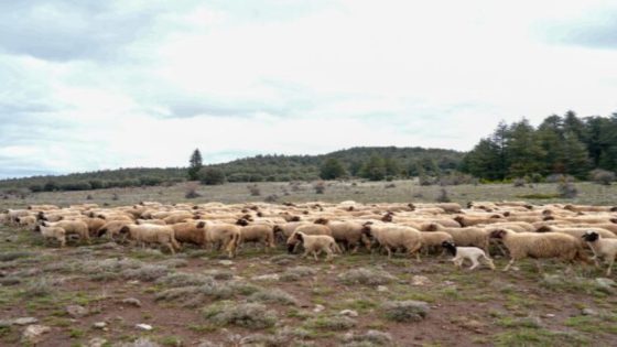 أبان البواري عن منهج إغاثة القطيع الوطني ودعم صغار مربي الماشية