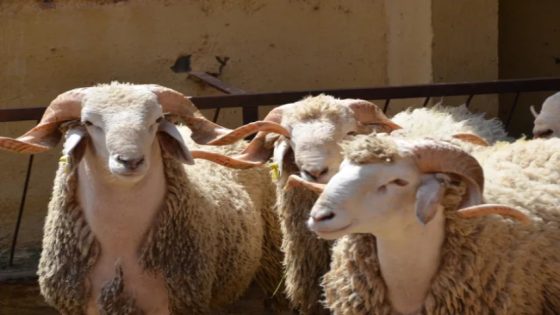 بين دعم القرى وتعزيز الربحية.. القرض الفلاحي يُحقق معادلة التوازن في زمن الأزمات
