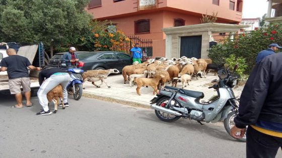 الجديدة تتحرك.. السلطات تحجز 70 رأسًا من الماشية وسط أحياء راقية