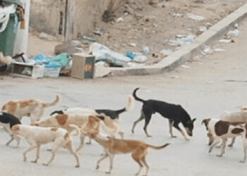 طفل يودّع الحياة بعد عضة كلب ضال.. هل يتحرك ضمير المسؤولين؟