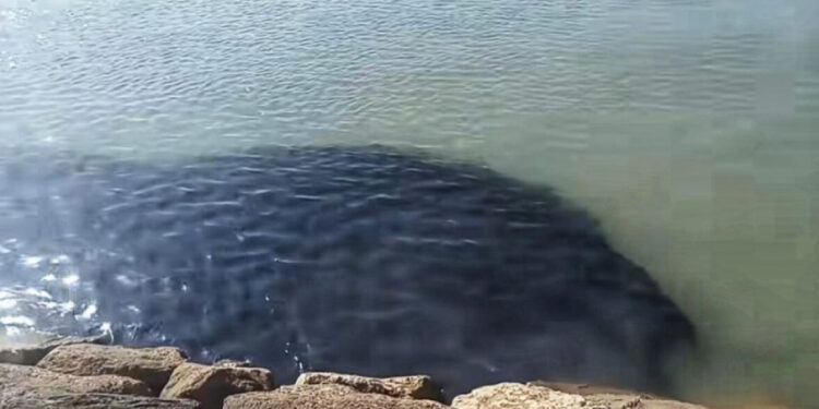 تسرّب ملوثات بشاطئ “البلايا”.. صدمة بيئية تهز ثقة المصطافين بطنجة