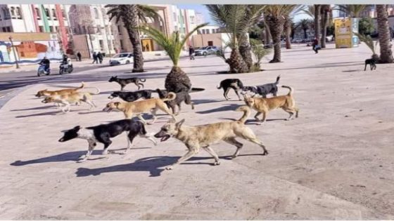 الحكومة تُصادق على تعديلات تشريعية لتعزيز ثقة المواطن وتبسيط المساطر
