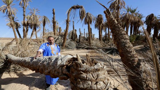 Editorial use only Deserted oasis village. Man standing by drought-ravished palm trees in the almost completely abandoned village of Tanzida, Morocco. This village was built around an oasis in the Sahara Desert but the constant drought problems and encroaching sands of the Sahara have caused almost all the inhabitants to move out.