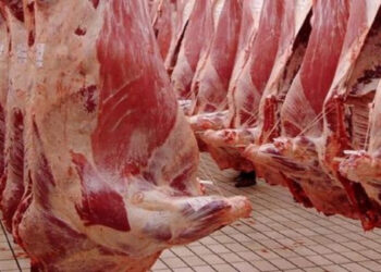 إذا كان المغرب يملك 33 مليون رأس ماشية.. فلماذا لا تنخفض أسعار اللحوم الحمراء؟