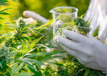 هل يتحول المغرب إلى نموذج إقليمي لتقنين القنب يستلهمه غانا؟