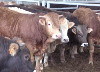 الحكومة تضاعف واردات الأبقار إلى 300 ألف رأس لمواجهة أزمة اللحوم الحمراء