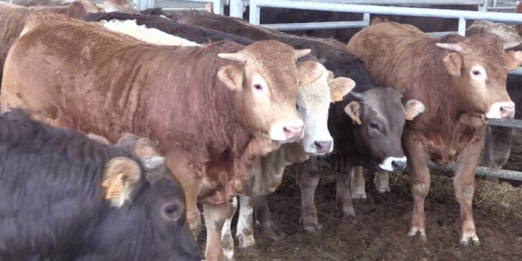 الحكومة تضاعف واردات الأبقار إلى 300 ألف رأس لمواجهة أزمة اللحوم الحمراء