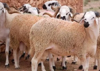 ارتفاع القطيع الوطني بالمغرب: أرقام قياسية وسط تحديات الجفاف وجائحة كورونا