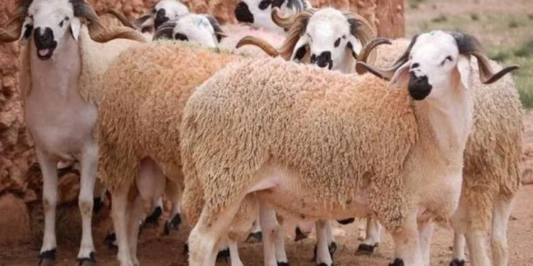 ارتفاع القطيع الوطني بالمغرب: أرقام قياسية وسط تحديات الجفاف وجائحة كورونا