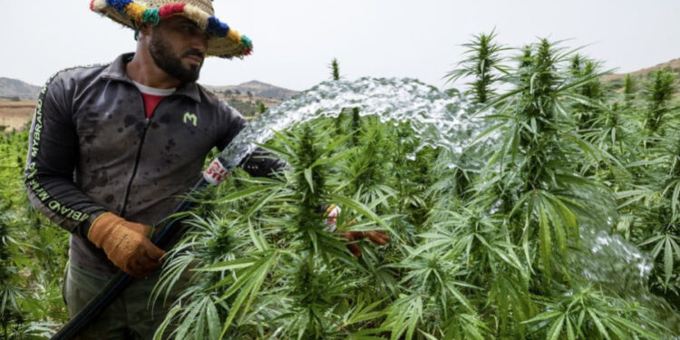 المغرب يخطو نحو أمستردام: بعثة أعمال لتصدير خبرة القنب المشروع إلى السوق الأوروبية