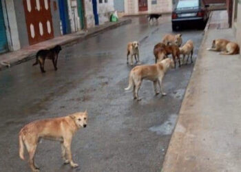 الكلاب الضالة في أكادير: بين خوف الأهالي وصمت السلطات