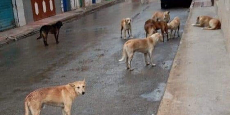 الكلاب الضالة في أكادير: بين خوف الأهالي وصمت السلطات