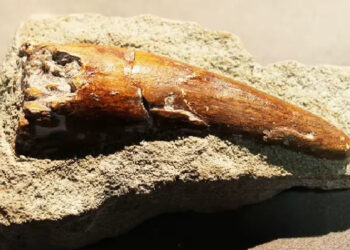 اكتشاف مذهل في بولمان: أسنان ديناصورات عملاقة تكشف أسرار العصر الجوراسي