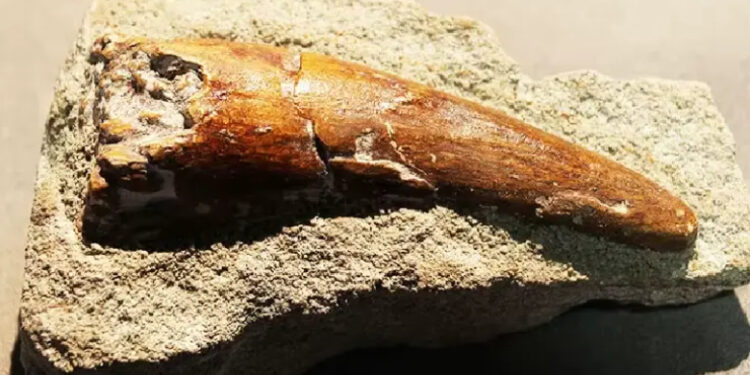 اكتشاف مذهل في بولمان: أسنان ديناصورات عملاقة تكشف أسرار العصر الجوراسي