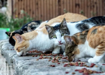 قانون جديد يجرّم إطعام الحيوانات الضالة في الأماكن العامة