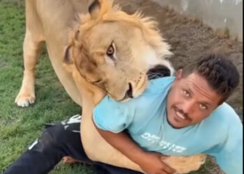 أسد يلتف حول عامل مصري… ومقطع فيديو يشعل الغضب على شبكات التواصل