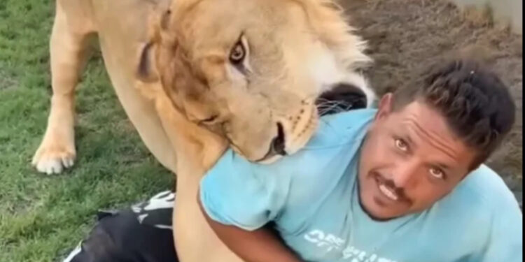 أسد يلتف حول عامل مصري… ومقطع فيديو يشعل الغضب على شبكات التواصل