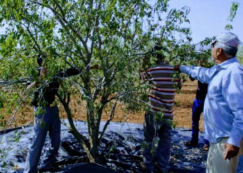 أغزار إمزيرن تستعد لموسم اللوز… حين تُزهر الجبال أملًا