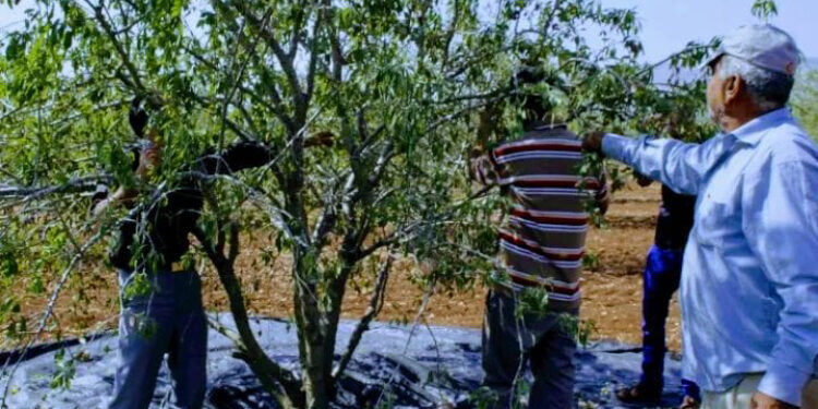 أغزار إمزيرن تستعد لموسم اللوز… حين تُزهر الجبال أملًا