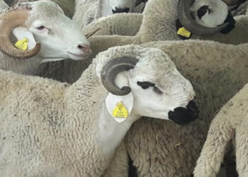 الملك أنقذ القطيع: حين حمى قرار سيادي ثروة المغاربة الحيوانية