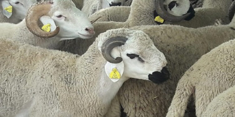 الملك أنقذ القطيع: حين حمى قرار سيادي ثروة المغاربة الحيوانية