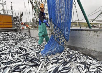 بين وفرة البحر وندرة السوق: من يحمي “لوبي البيلاجيك”  الصيد بالجنوب؟