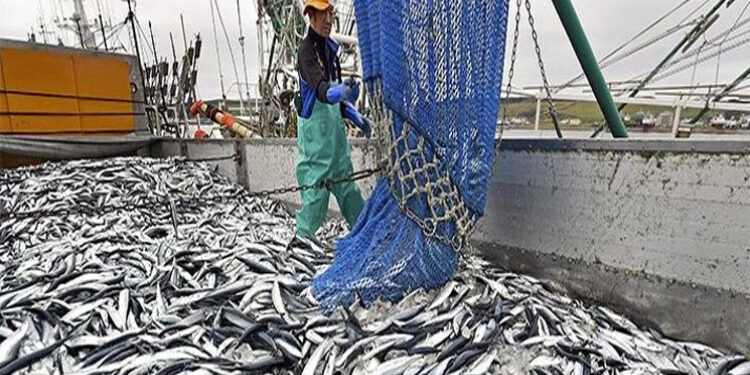 بين وفرة البحر وندرة السوق: من يحمي “لوبي البيلاجيك” الصيد بالجنوب؟