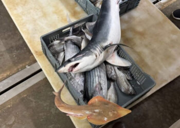 شاحنة محملة بـ 6,8 أطنان من الأسماك غير الموثقة تسقط في فخ الأمن بالداخلة