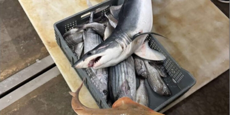 شاحنة محملة بـ 6,8 أطنان من الأسماك غير الموثقة تسقط في فخ الأمن بالداخلة