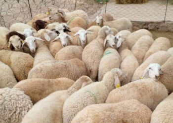 وزارة الفلاحة تحدّث قرار منع ذبح الأغنام والماعز: المنع يقتصر على الإناث الحوامل فقط