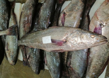 البحر يلفظ غضبه: هدر أطنان من الكوربين يفضح فوضى الصيد قبالة لبويردة