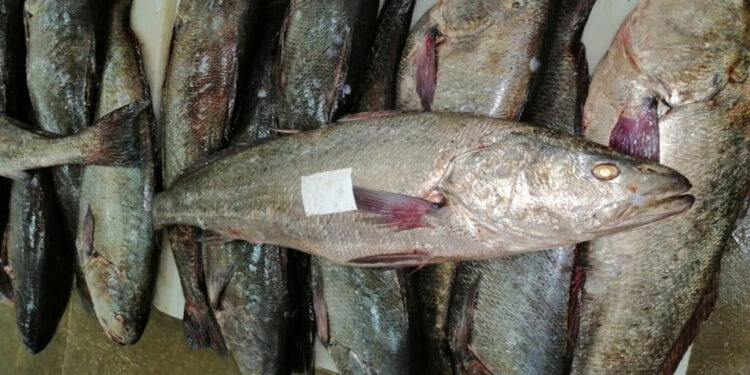 البحر يلفظ غضبه: هدر أطنان من الكوربين يفضح فوضى الصيد قبالة لبويردة