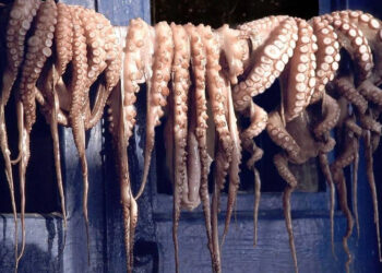 المغرب يوقف صيد الأخطبوط ويطلق فترة راحة بيولوجية للحفاظ على الثروات البحرية