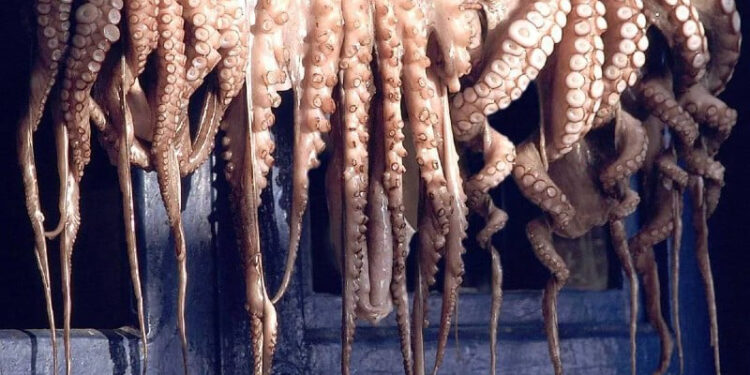 المغرب يوقف صيد الأخطبوط ويطلق فترة راحة بيولوجية للحفاظ على الثروات البحرية