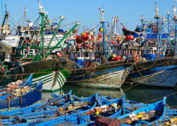 ميناء طانطان يستعيد أنفاسه: طفرة قياسية تعيد للمدينة زخمها البحري